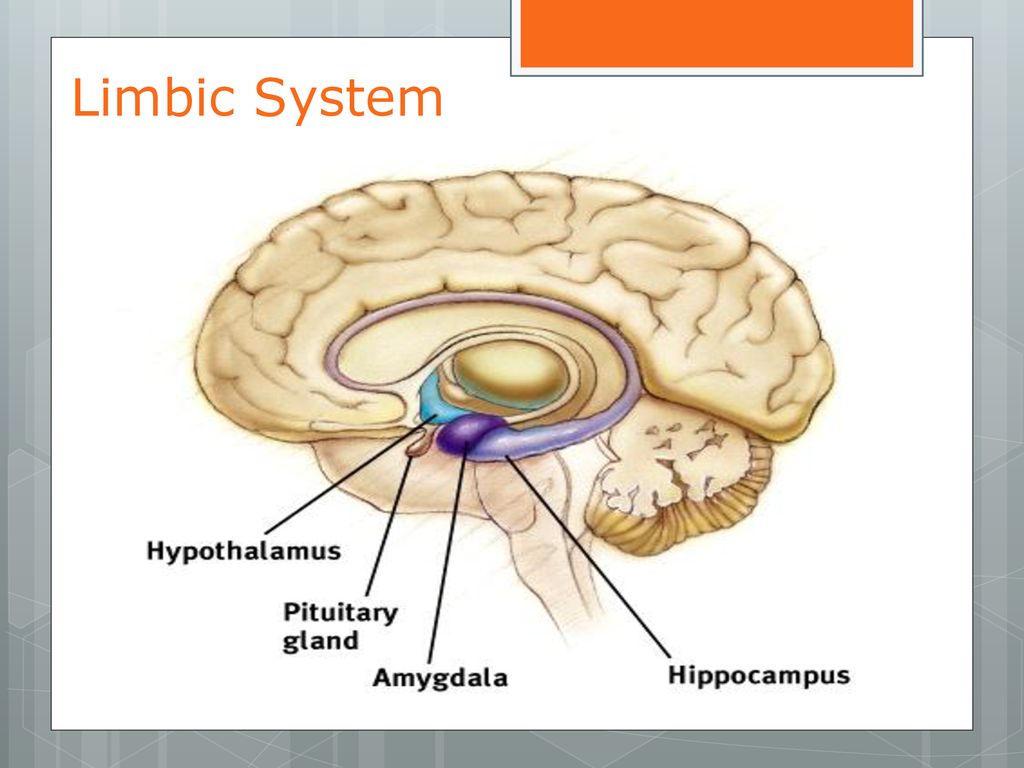 Unit 1 Neuroscience ppt download Biology Diagrams