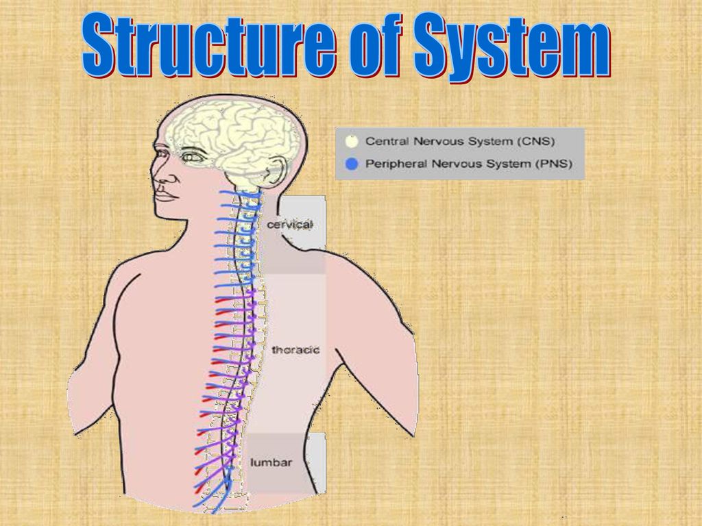 Body Behavior Biology Diagrams