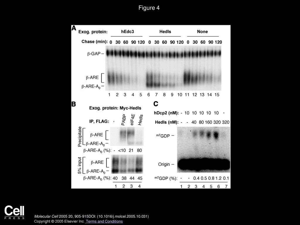 Figure 4 Hedls Enhances Decapping In Vitro and Triggers Accumulation of Deadenylated Hedls-Associated mRNA When Overexpressed in Cells.