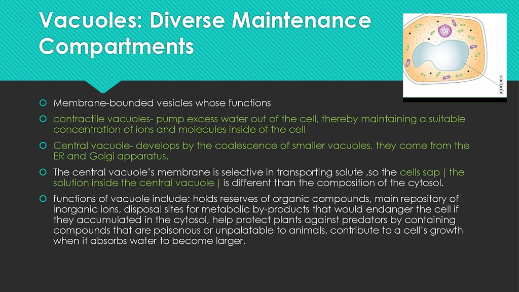 The Cell Concepts 6.2,6.3,& ppt download