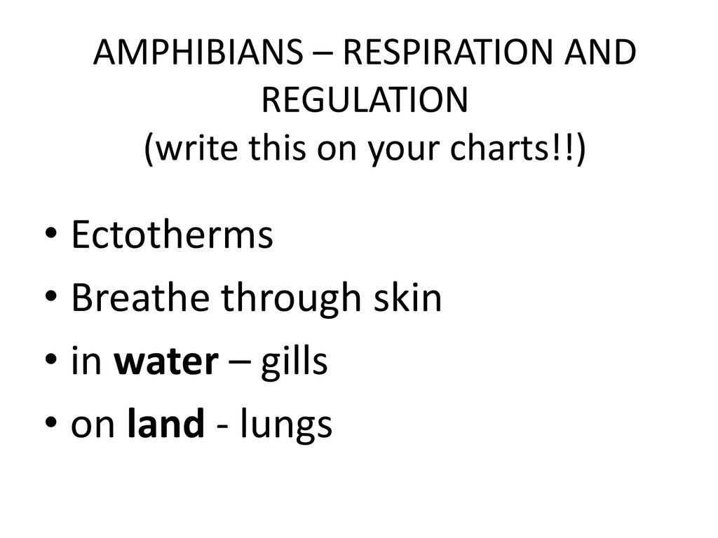 INSECT DIGESTION ESSENTIAL INFO (write this on your chart!!) - ppt download