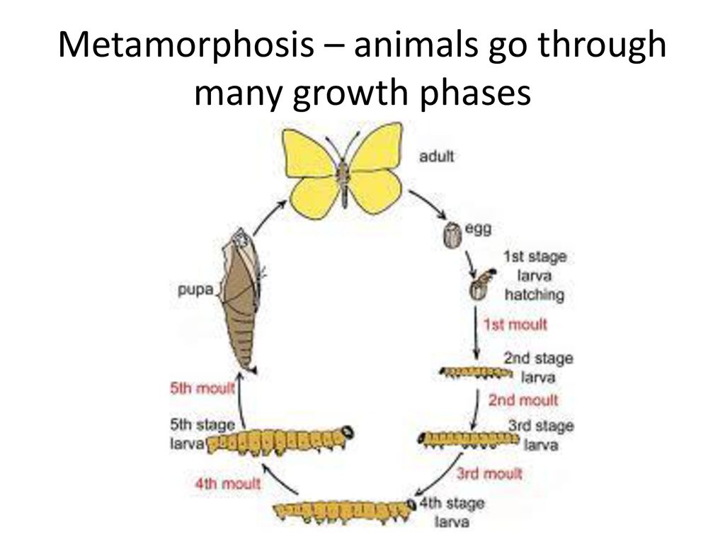 Insect Digestion Essential Info (write This On Your Chart!!) - Ppt Download