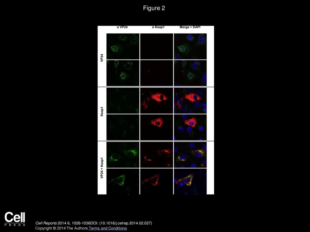 Figure 2 Coexpression of MARV VP24 and Keap1 Results in Intracellular Relocalization of Both Proteins and Their Colocalization.