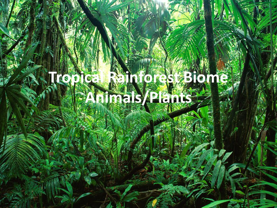 Tropical Rainforest Biome Animals/Plants - ppt video online download