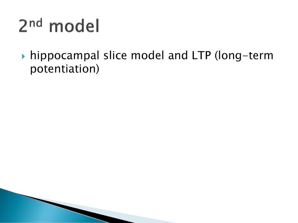 2nd model hippocampal slice model and LTP (long-term potentiation)
