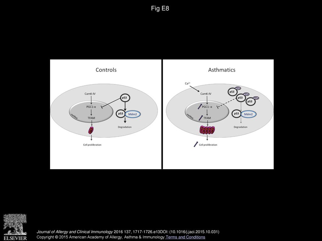 Selective dysfunction of p53 for mitochondrial biogenesis induces ... Biology Diagrams