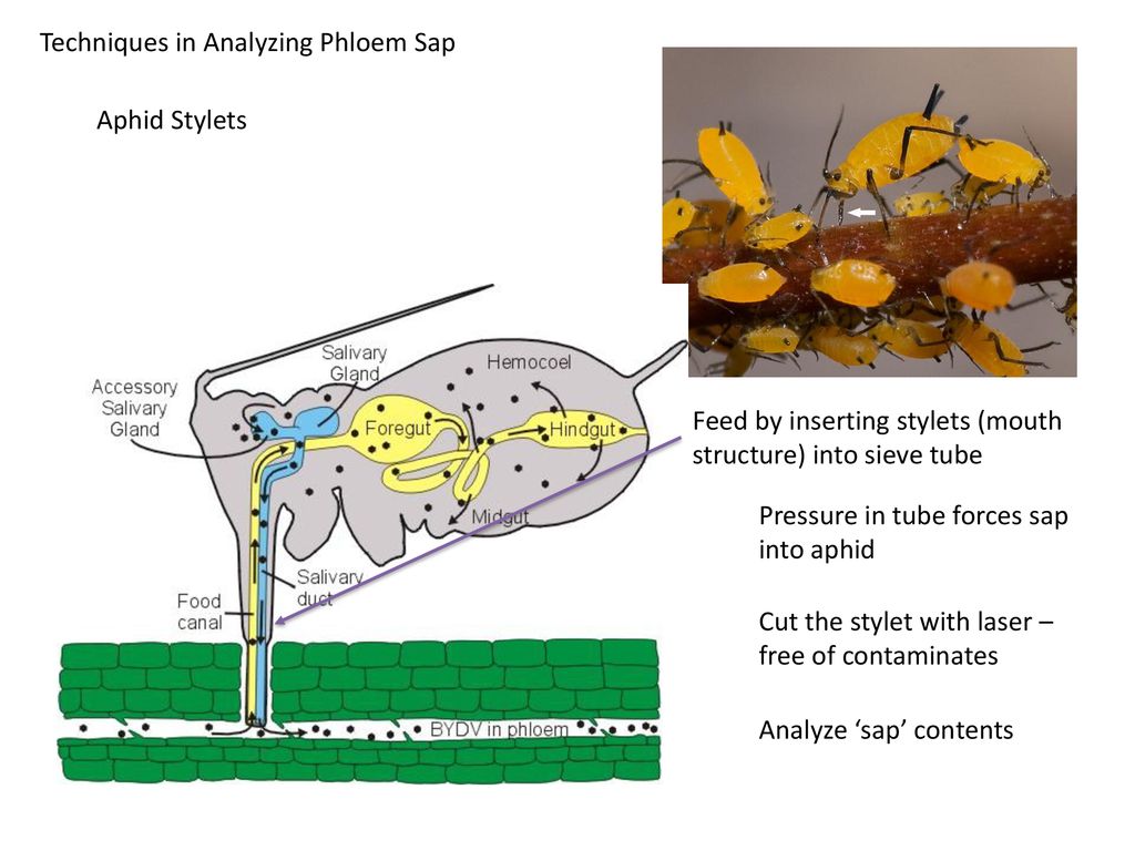 Phloem Structure Living Cells Move particles in various directions ...