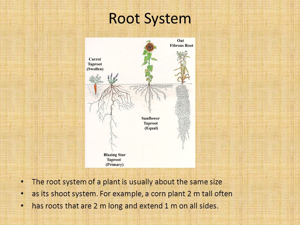 Root System The root system of a plant is usually about the same size