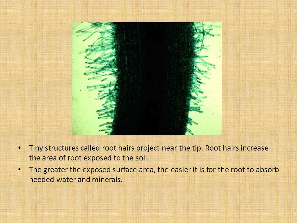 Tiny structures called root hairs project near the tip