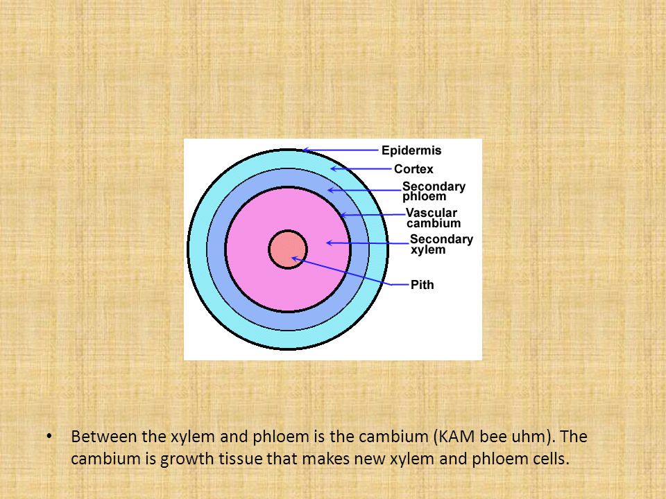 Between the xylem and phloem is the cambium (KAM bee uhm)
