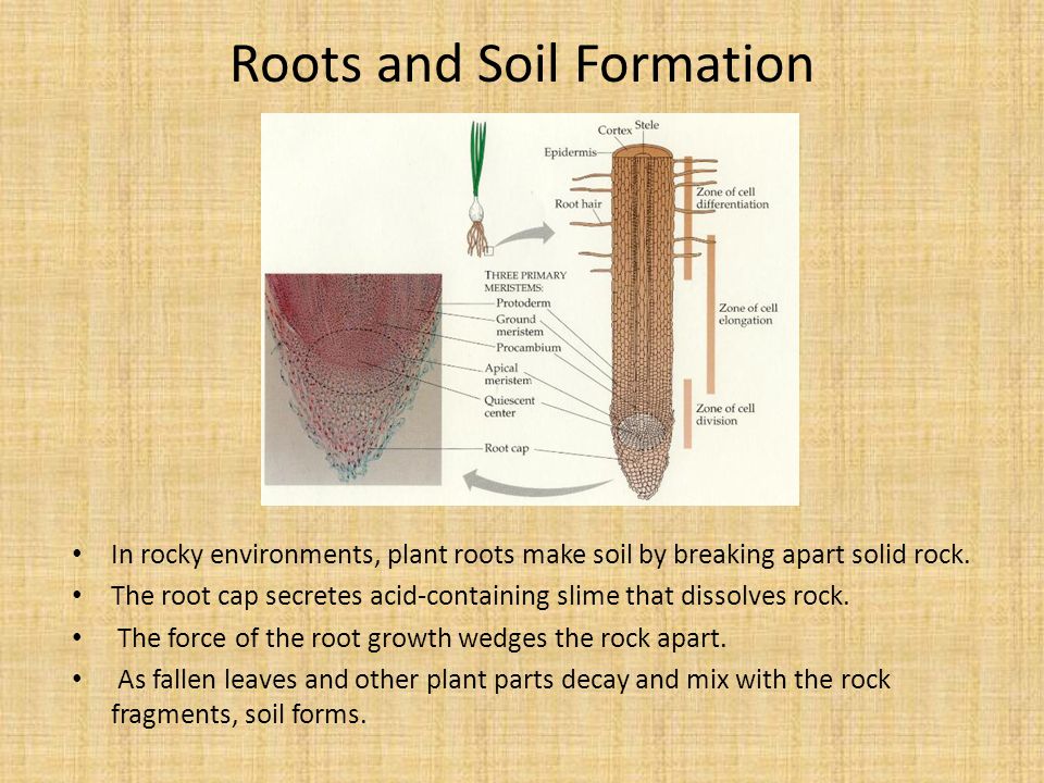 Roots and Soil Formation