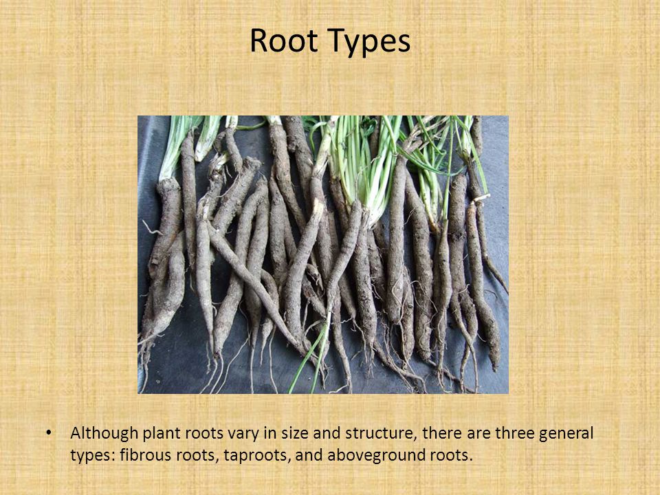 Root Types Although plant roots vary in size and structure, there are three general types: fibrous roots, taproots, and aboveground roots.