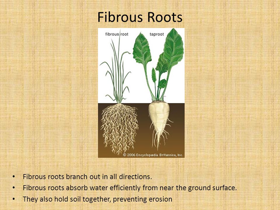 Fibrous Roots Fibrous roots branch out in all directions.