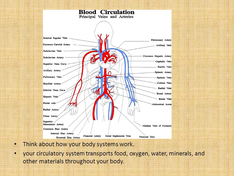 Think about how your body systems work.