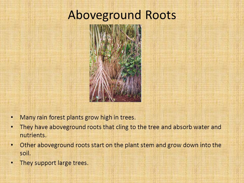 Aboveground Roots Many rain forest plants grow high in trees.
