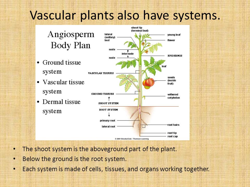 Vascular plants also have systems.