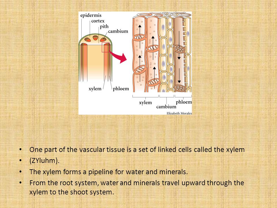 One part of the vascular tissue is a set of linked cells called the xylem