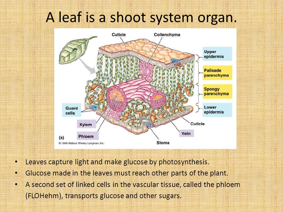 A leaf is a shoot system organ.