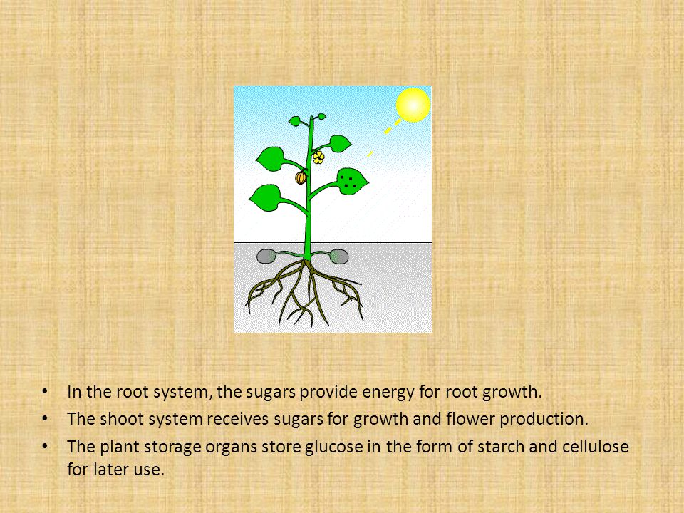 In the root system, the sugars provide energy for root growth.