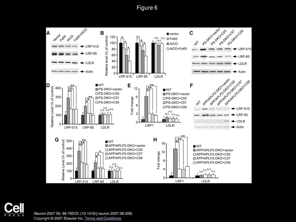 Figure 6 AICD Rescues LRP1 Expression in the Absence of APP/APLP2 or PS1/2.