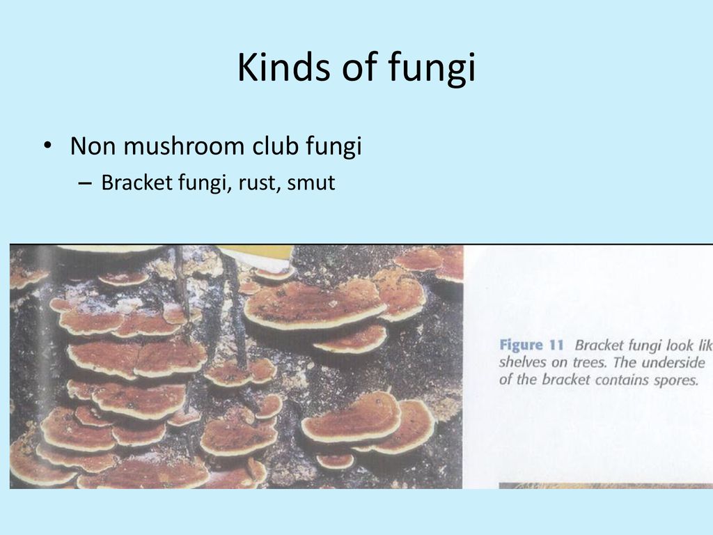 Fungi Ppt Download