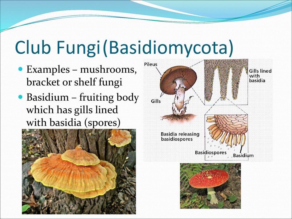 Fungi Kingdom Ppt Download
