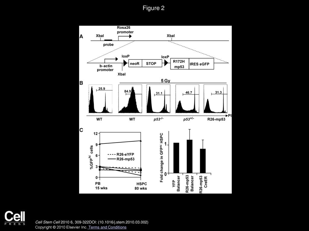 Figure 2 Design and Characterization of the Mosaic Mouse Model to Study Cell Competition.