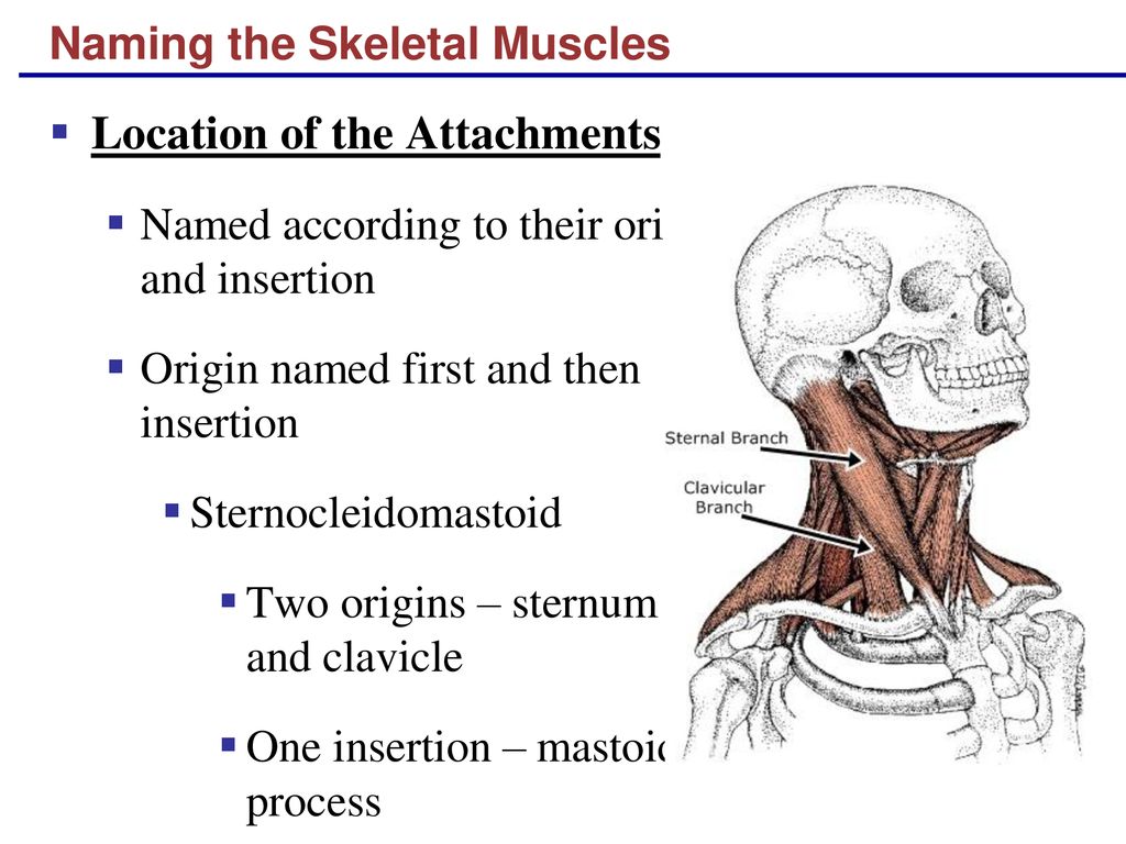 Muscles Named For Their Origin And Insertion / Body Anatomy Upper