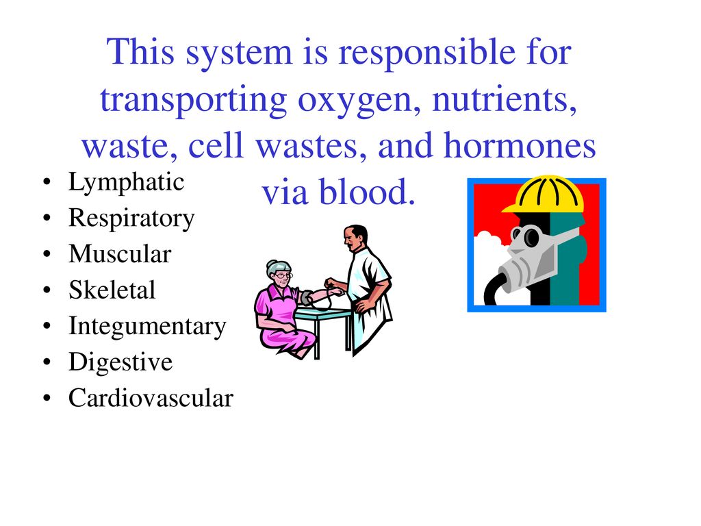 Final Review Organ Systems Biology Diagrams