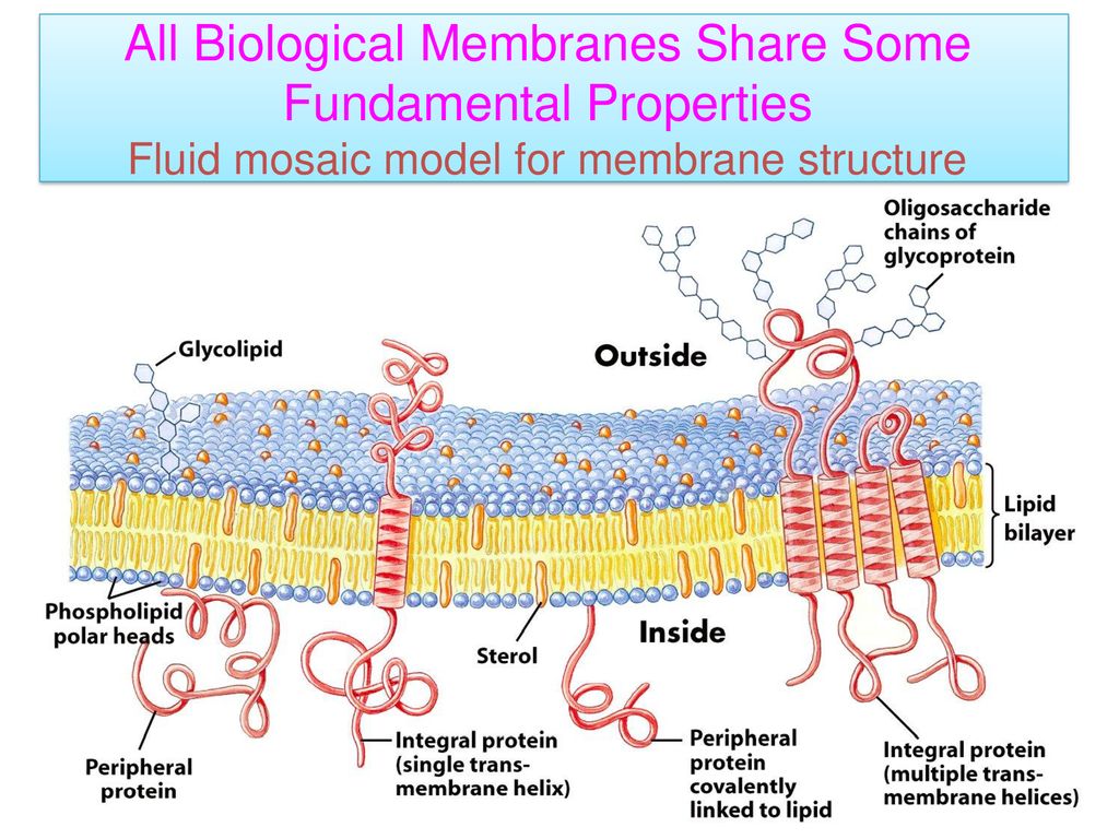 Биохимия мембран. Строение мембраны биохимия. Схема строения биологической мембраны биохимия. Строение биомембраны биохимия. Строение биологических мембран биохимия.