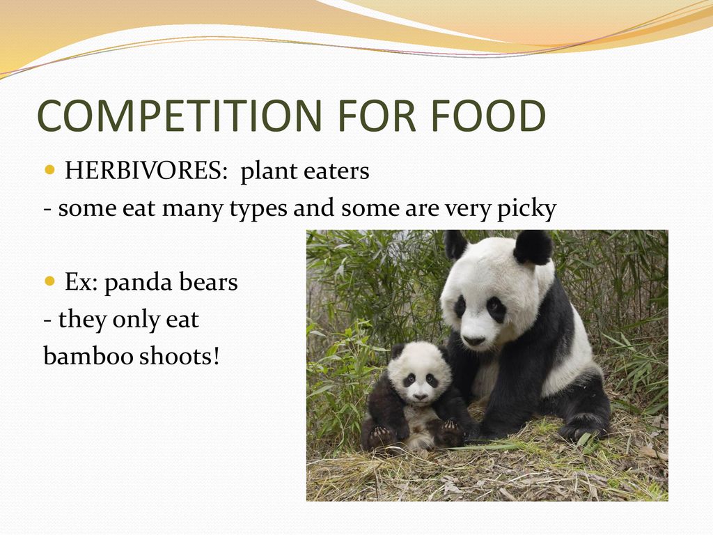 Competition in animals - ppt download