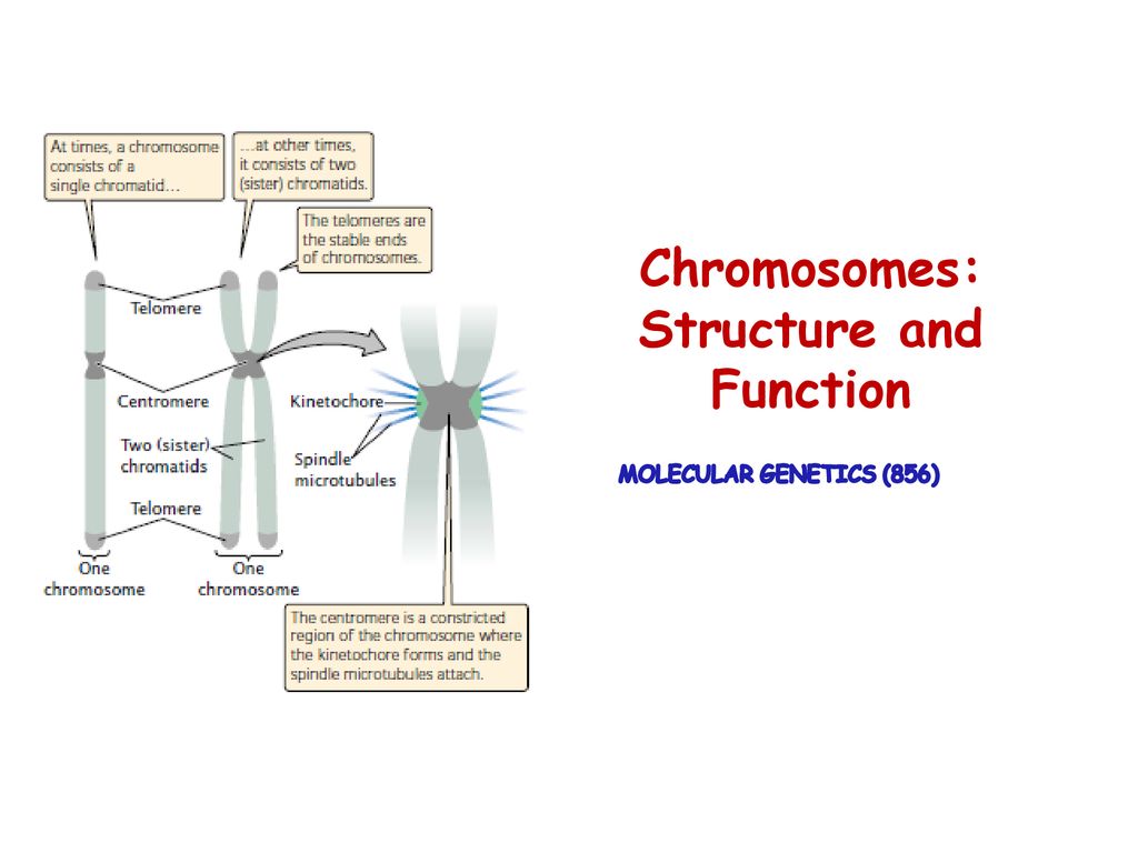 Chromosomes: Structure and Function