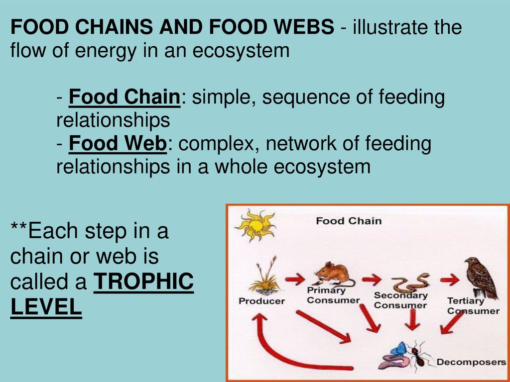 Principles of Ecology EQ: What are the interactions between the levels ... Biology Diagrams