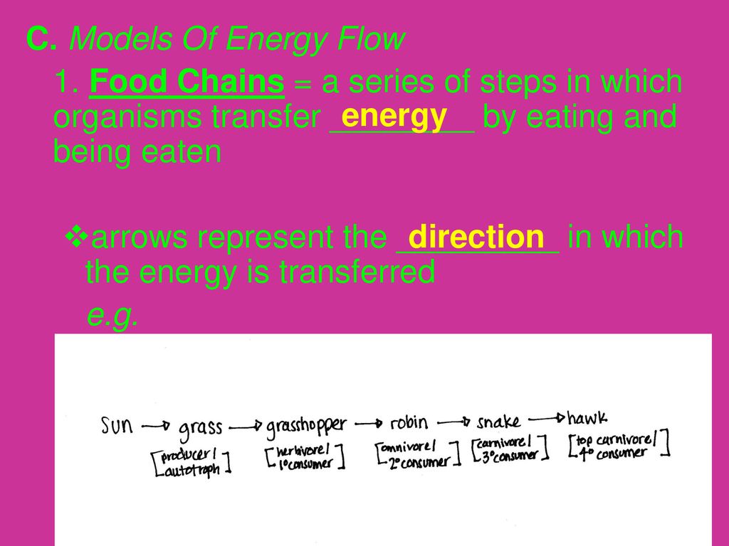 Biology Notes Ecology Part 2 Pages & Biology Diagrams