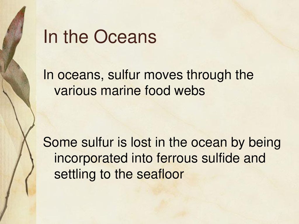 In the Oceans In oceans, sulfur moves through the various marine food webs.