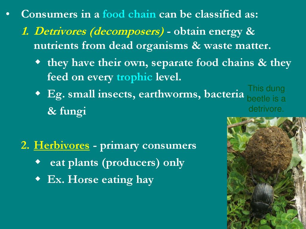 Chapter 2 Energy flow and nutrient cycles support life in ecosystems ...