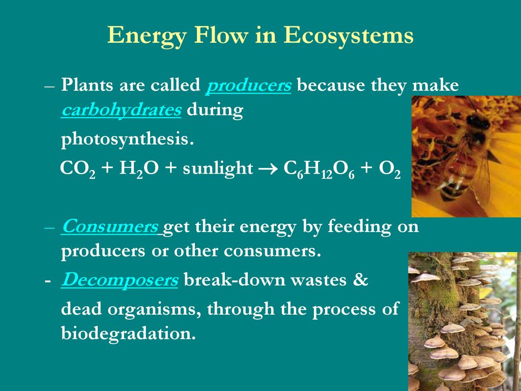 chapter-2-energy-flow-and-nutrient-cycles-support-life-in-ecosystems