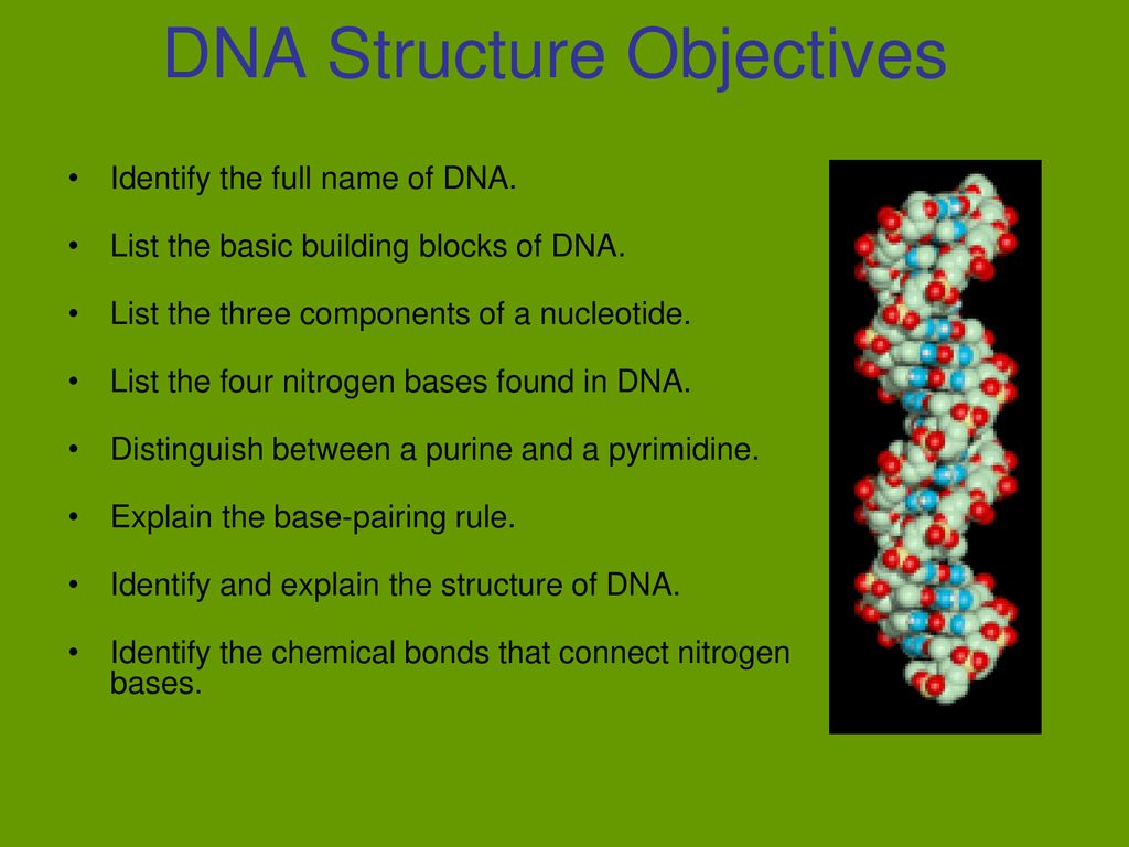 DNA Structure Objectives