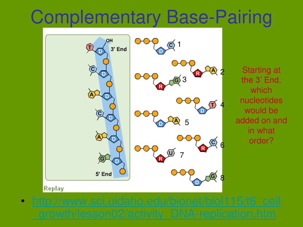 Complementary Base-Pairing