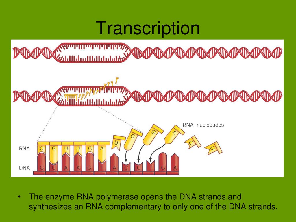 Transcription The enzyme RNA polymerase opens the DNA strands and synthesizes an RNA complementary to only one of the DNA strands.