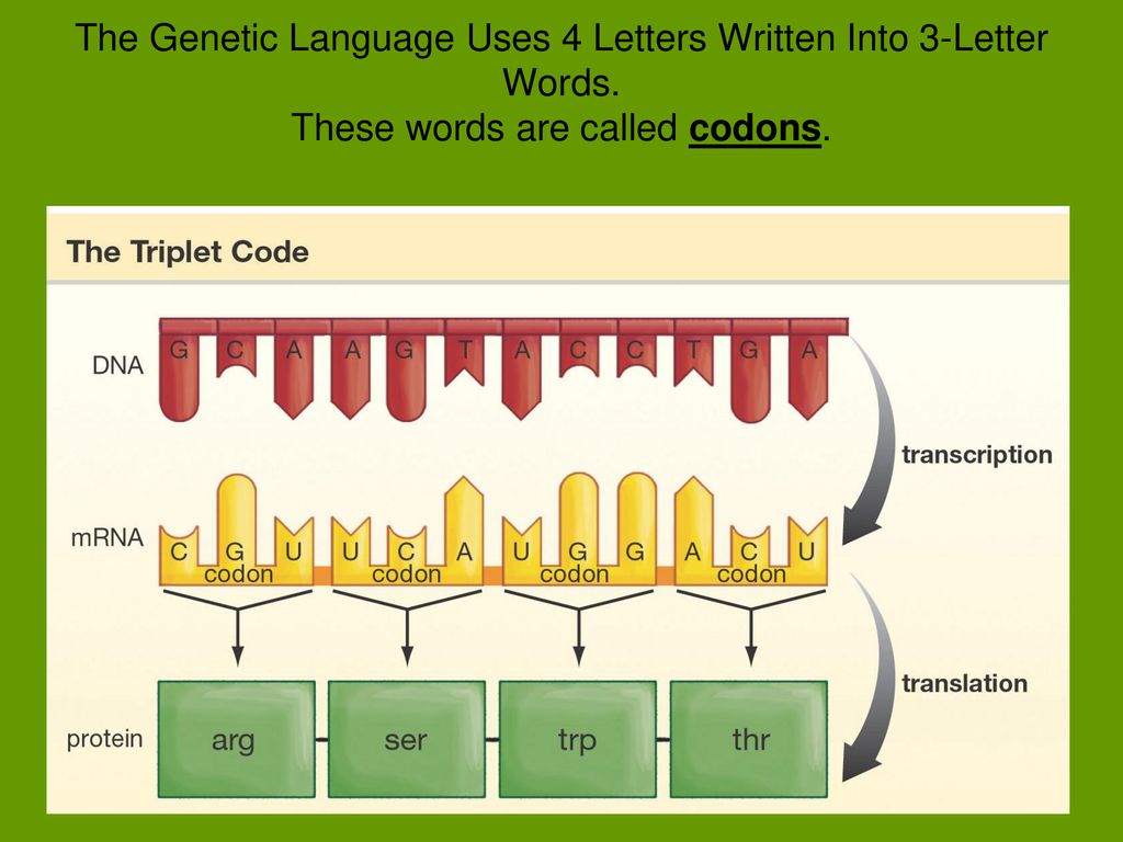 The Genetic Language Uses 4 Letters Written Into 3-Letter Words