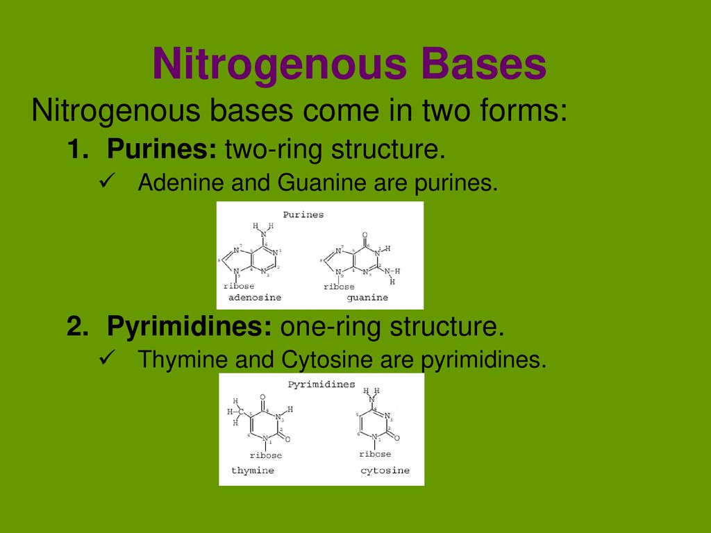 Nitrogenous Bases Nitrogenous bases come in two forms: