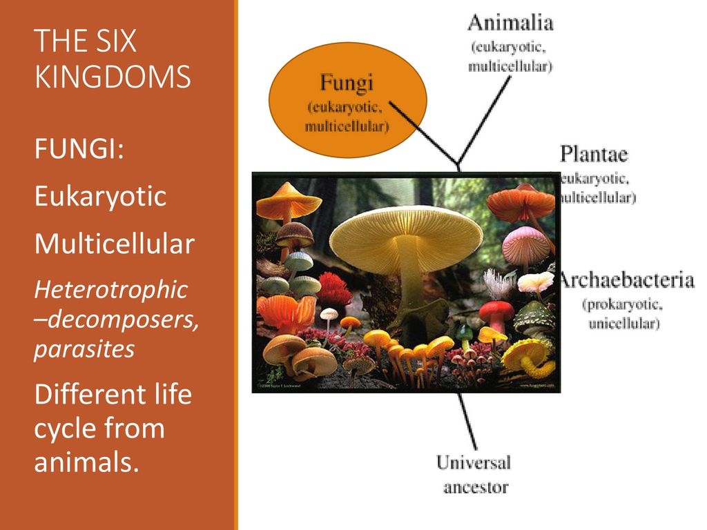 Intro to Classification - ppt download