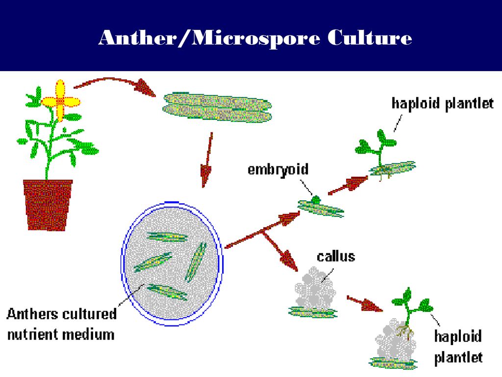 Plant culture. Plant Tissue Culture. Эмбриоиды растений. Каллус растений. Plant Somatic embryogenesis.