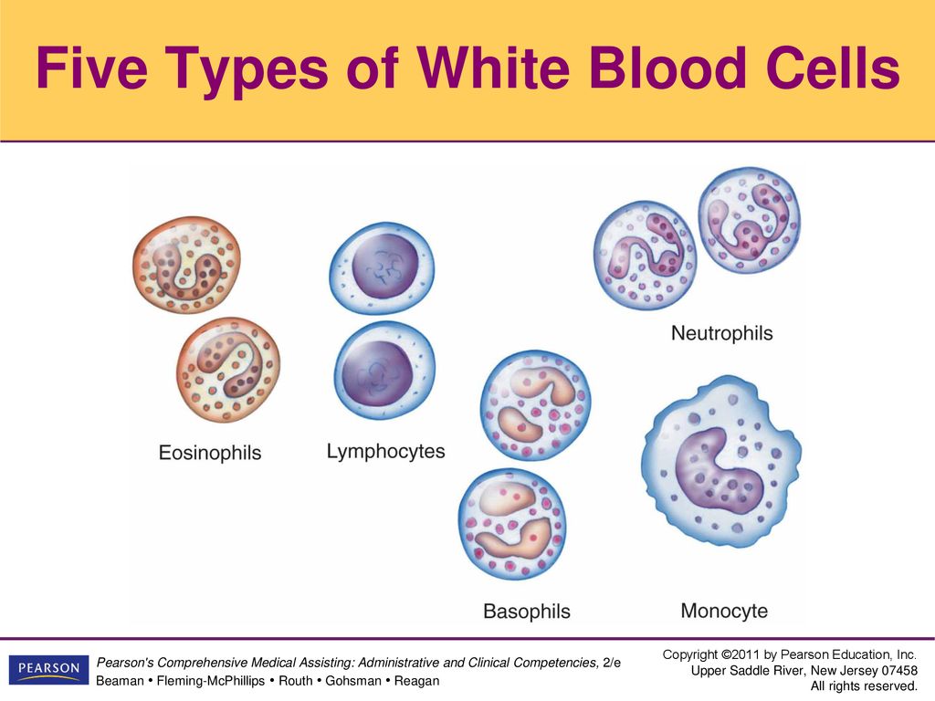 Hematology Lesson 1: Blood Formation and Components - ppt download