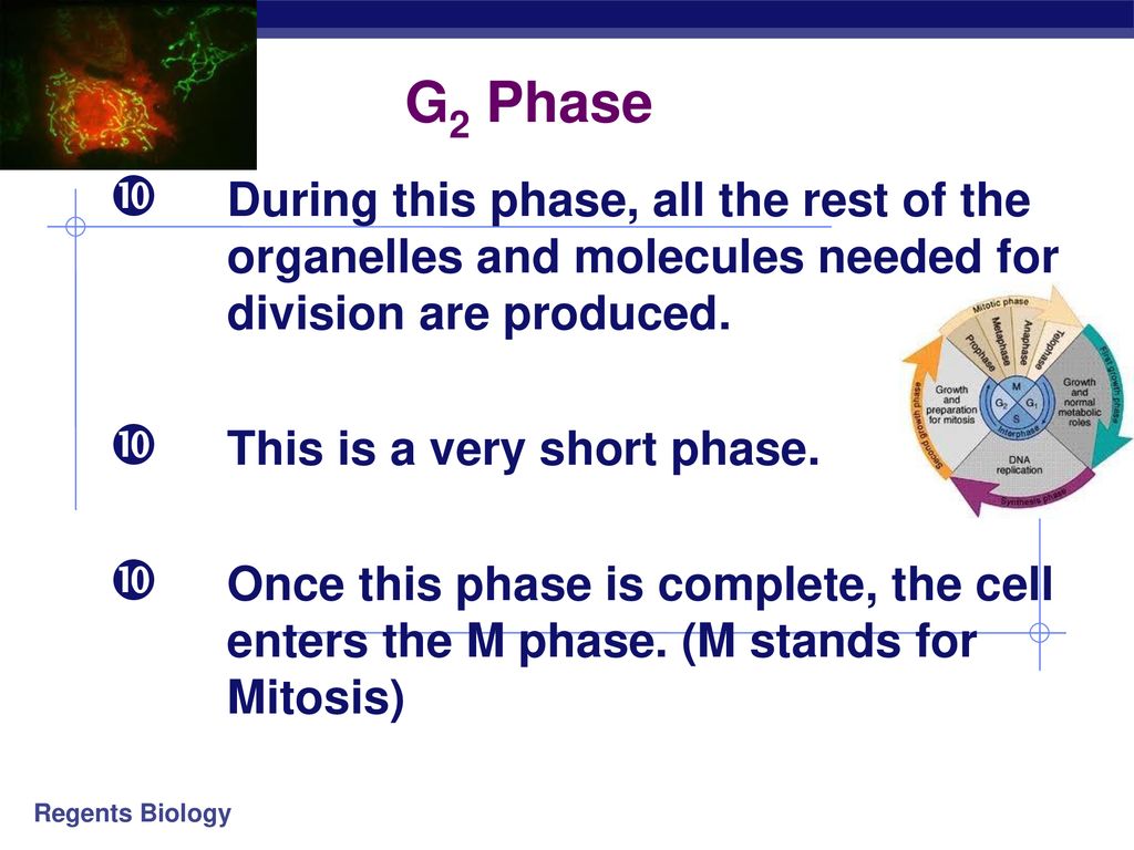up Why do cells divide HW Enter Date Aim MITOSIS Biology Diagrams