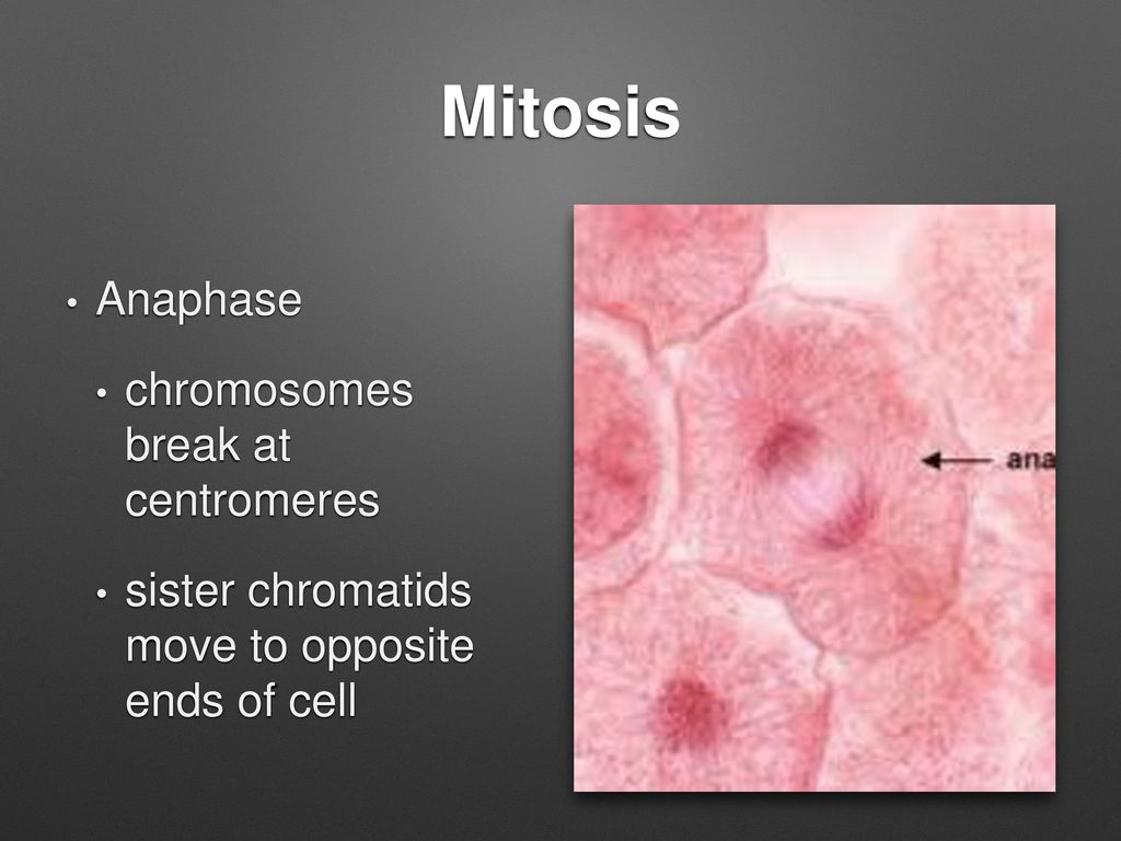 Interphase and Mitosis Biology Diagrams