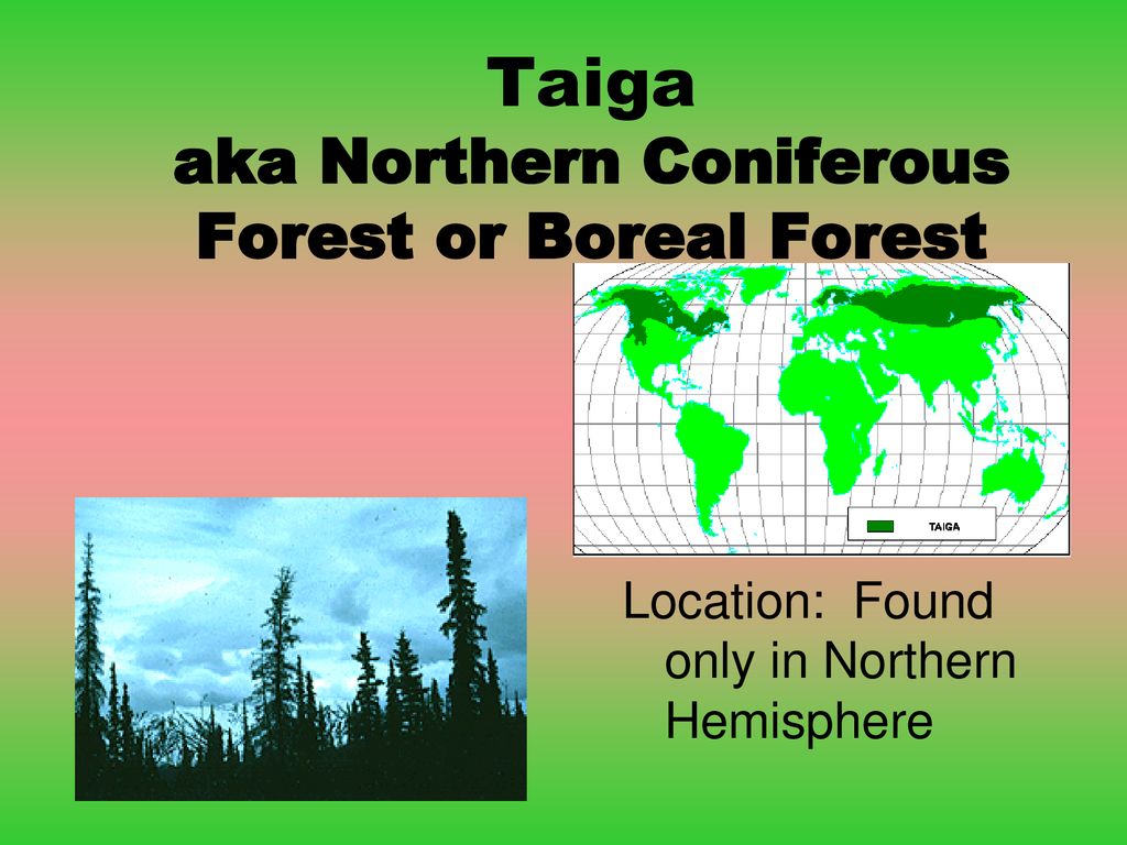 Taiga aka Northern Coniferous Forest or Boreal Forest