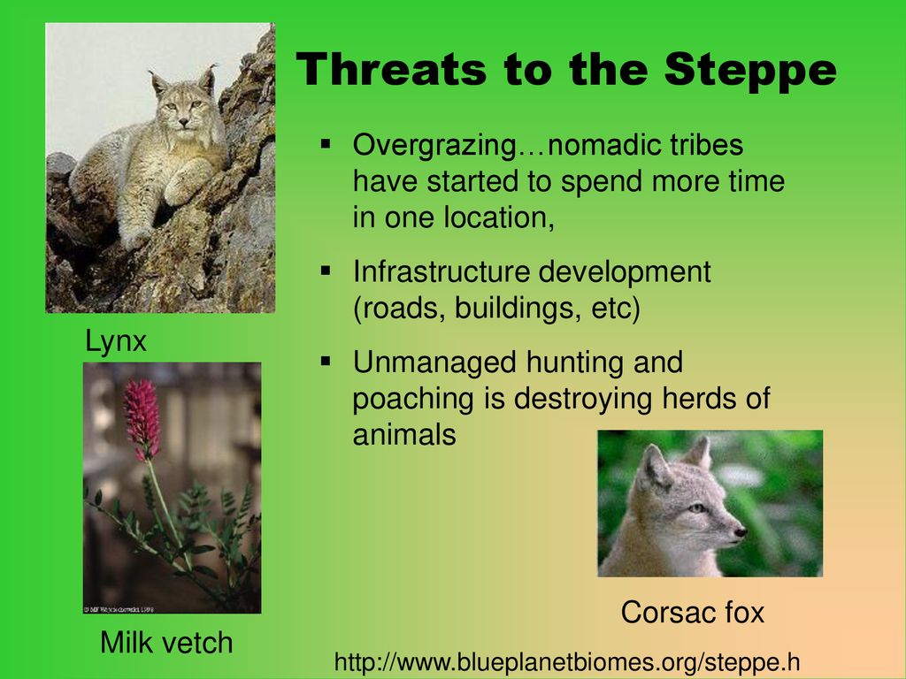 Threats to the Steppe Overgrazing…nomadic tribes have started to spend more time in one location, Infrastructure development (roads, buildings, etc)