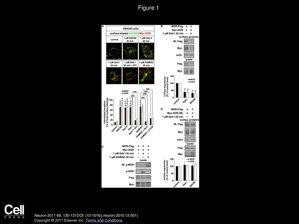 Volume 69 Issue 1 Pages January 2011 Ppt Download volume-69-issue-1-pages-january-2011-ppt-download